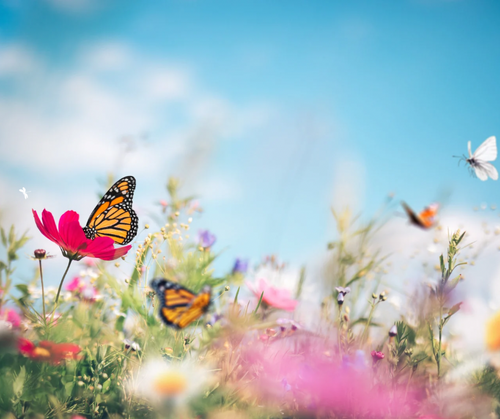 Butterflies - Photographic Background