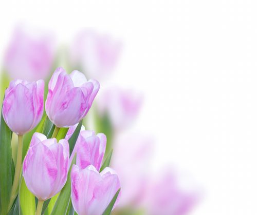 Tulips - Photographic Background