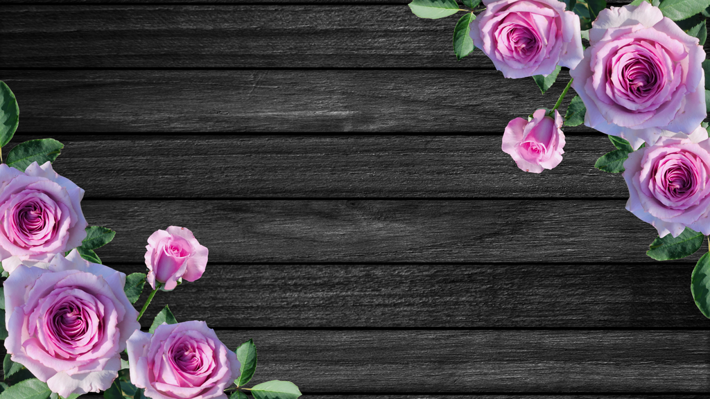 Pink Rose Photographic Background