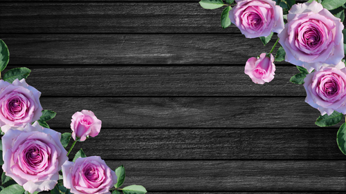 Pink Rose Photographic Background