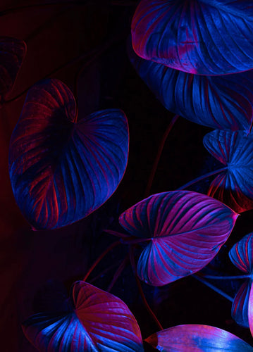 Ultra Leaves - Photographic Background