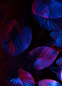 Ultra Leaves - Photographic Background