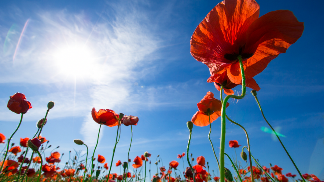 Poppy Photographic Background