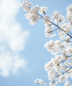 Springtime - Photographic Background