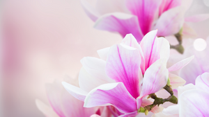 Pink Orchid Photographic Background