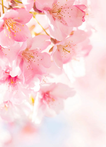 Pinks - Photographic Background