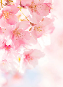 Pinks - Photographic Background