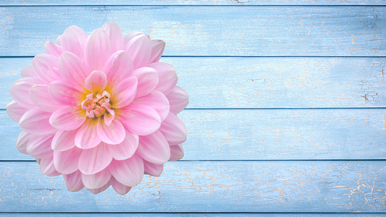 Pinky Photographic Background
