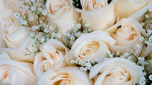 Soft Roses Photographic Background