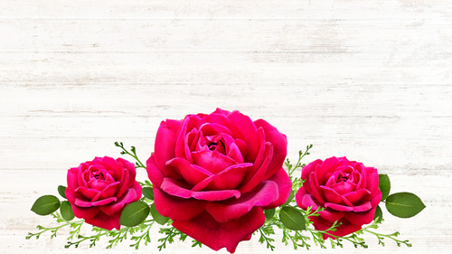 Rosey Photographic Background